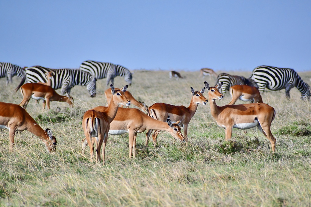 Ol Pejeta Conservacy